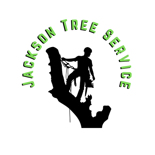 Arborist climbing and trimming tree for Jackson Tree Service