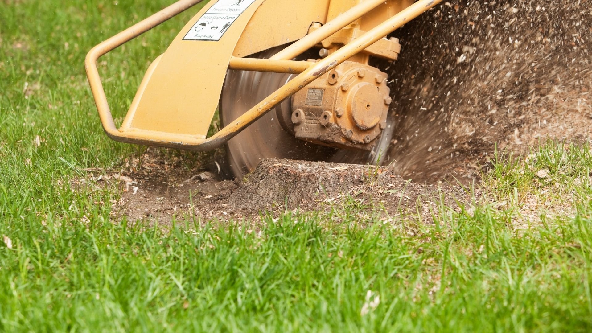 Yellow stump grinder cutting through soil and roots in grassy area
